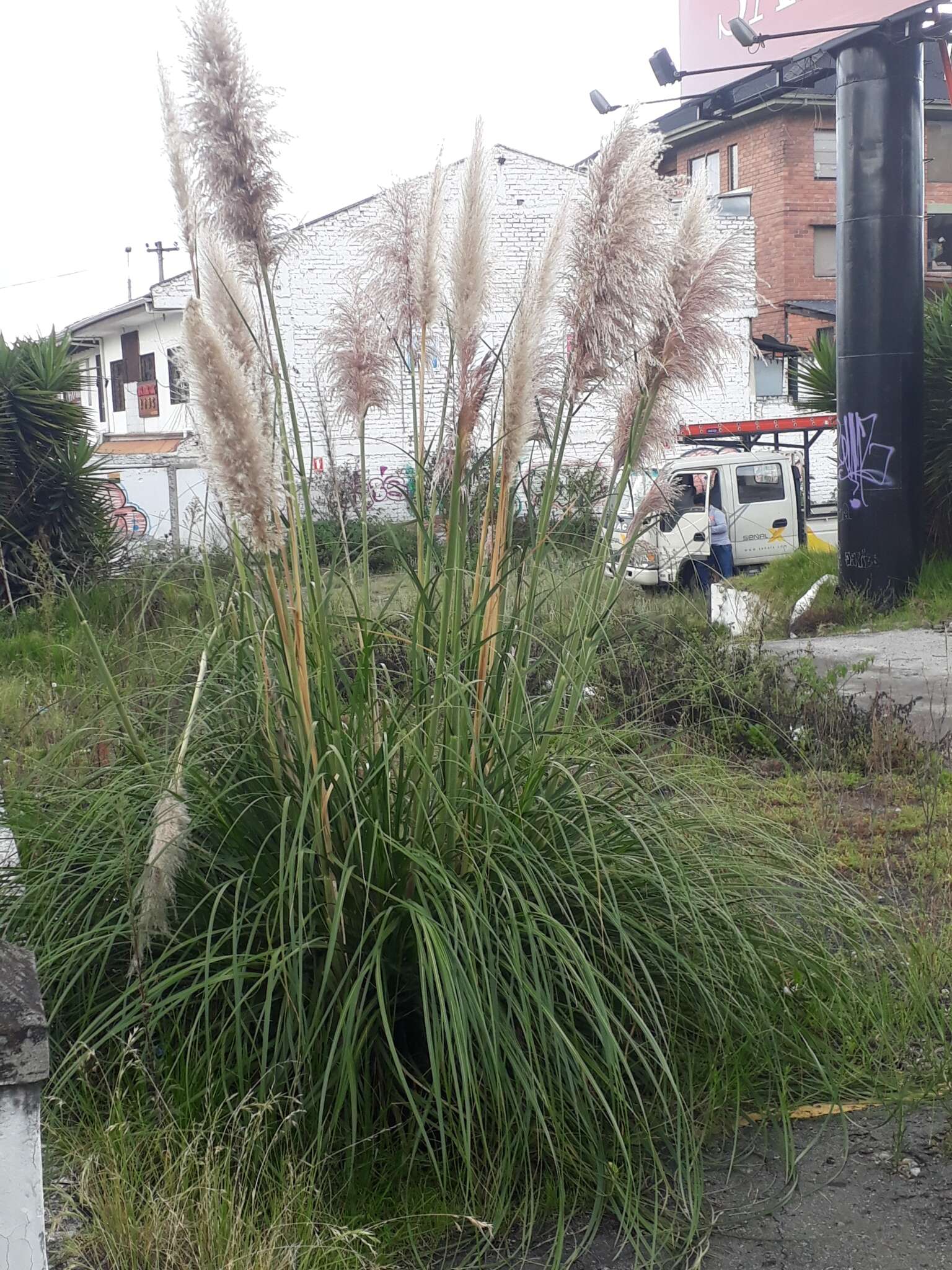 Cortaderia nitida (Kunth) Pilg.的圖片