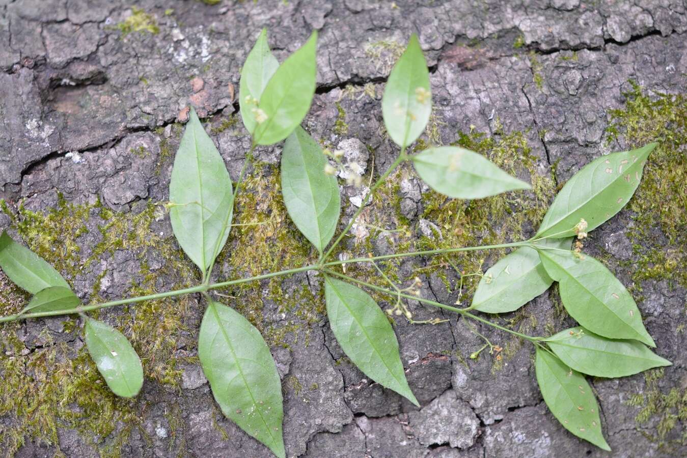 Plancia ëd Crossopetalum parviflorum (Hemsl.) Lundell