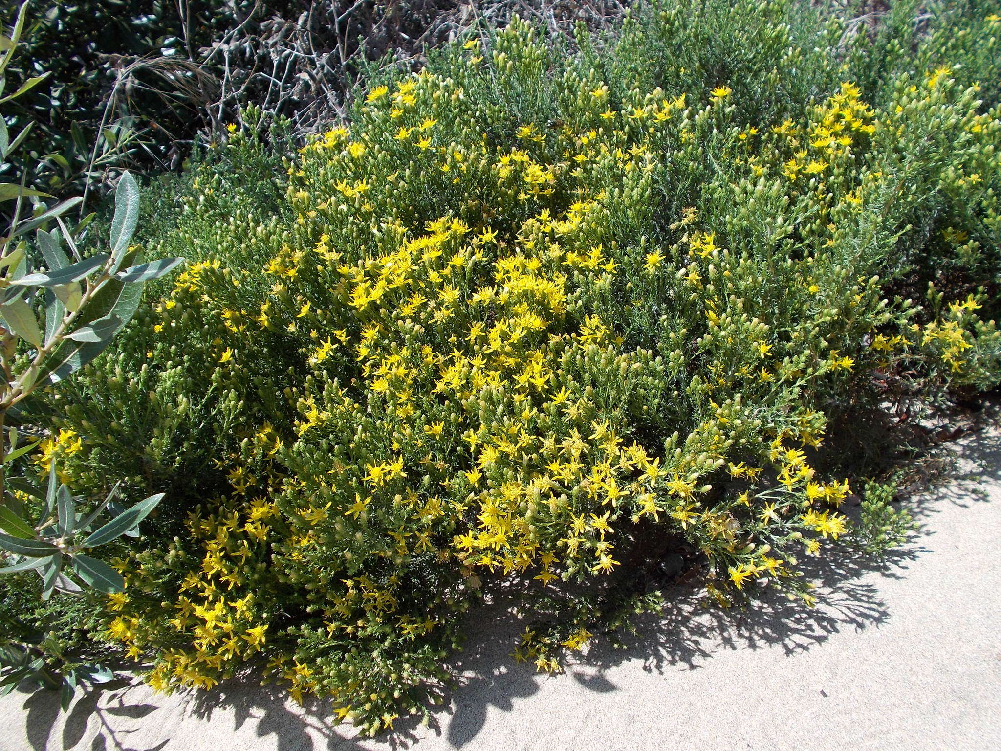 Image of California goldenbush