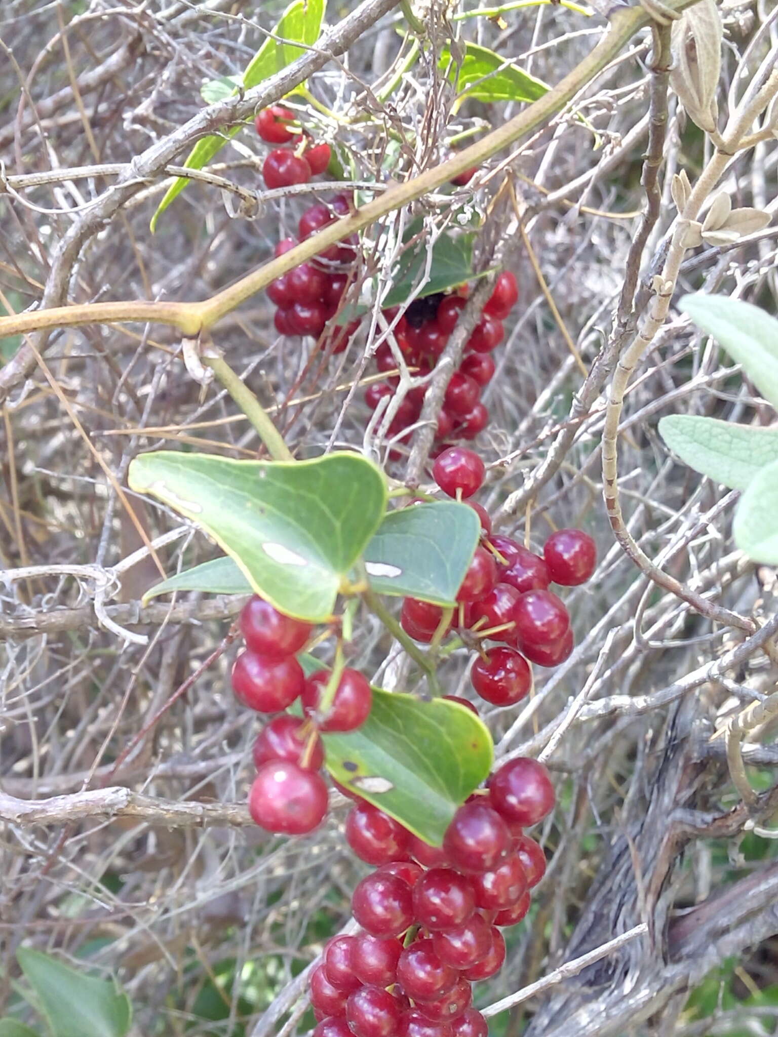 Image of Smilax aspera L.