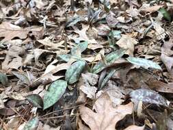 Image of dimpled troutlily