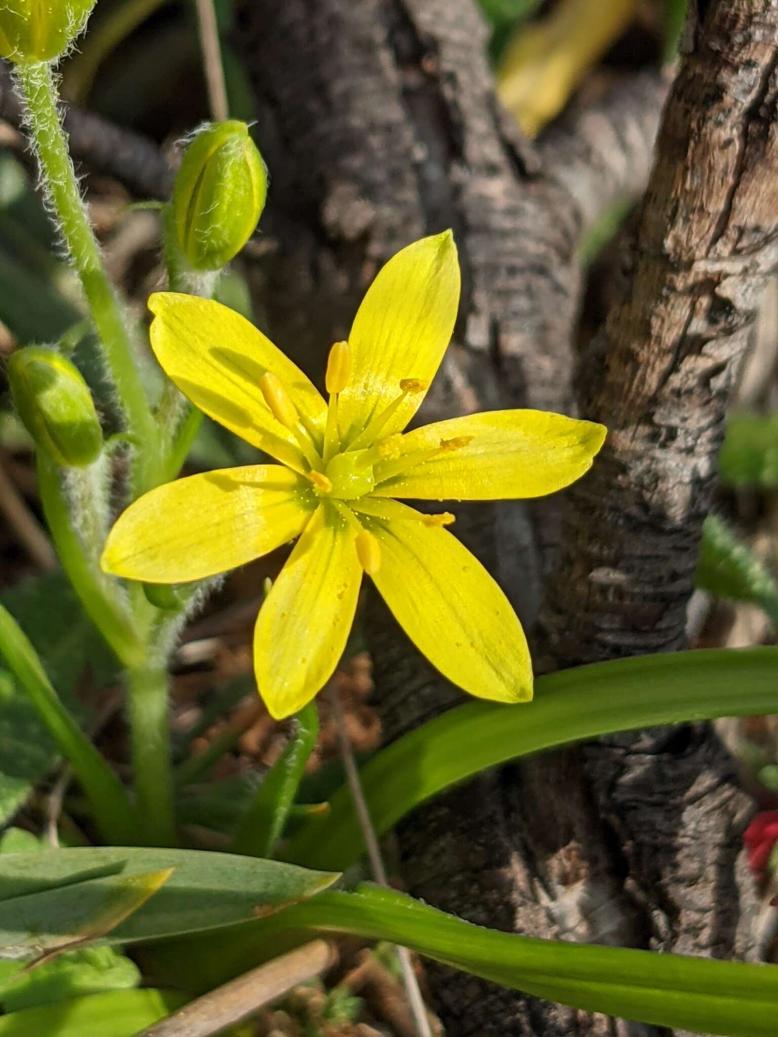 Image of Gagée de Lacaita