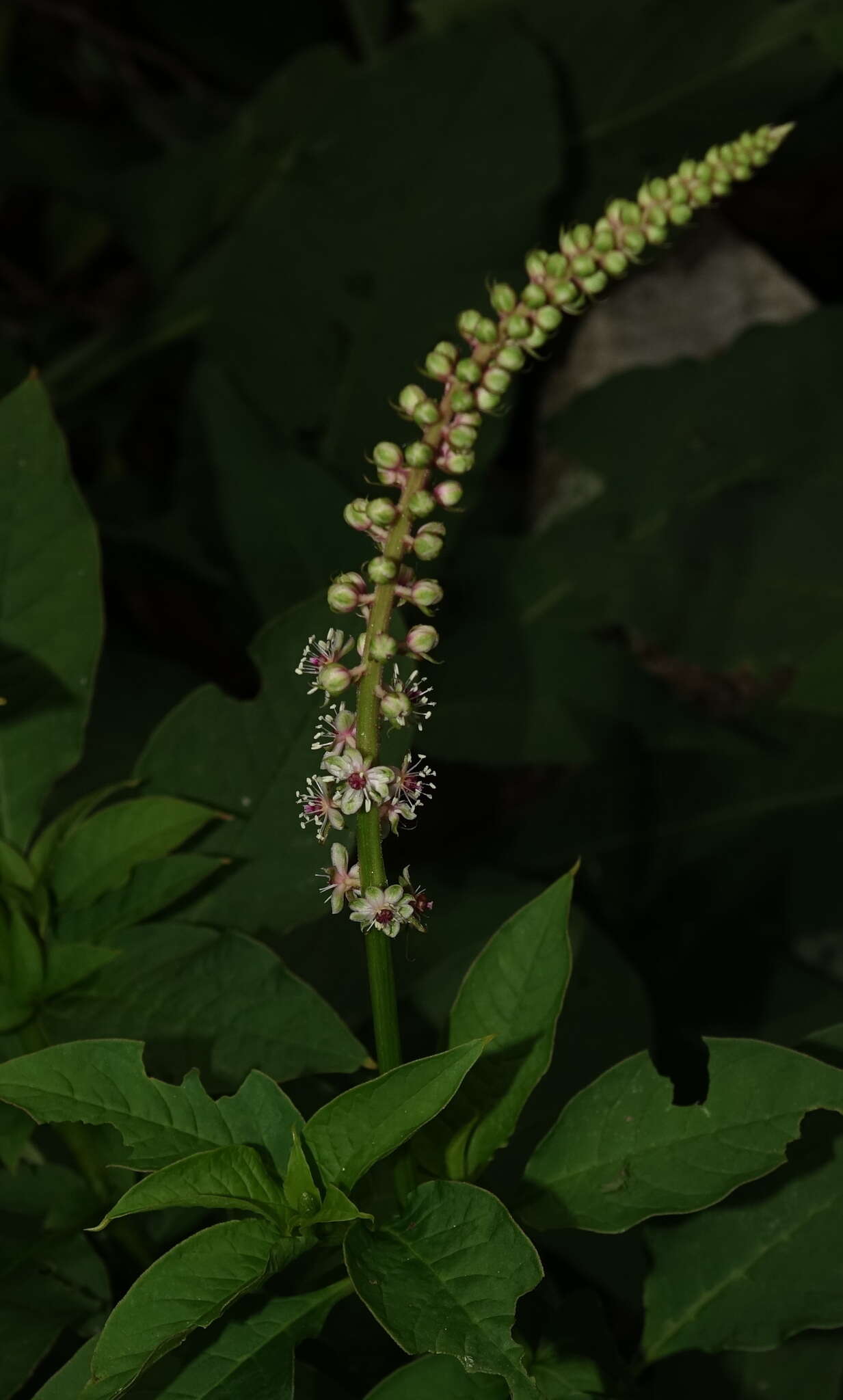 Image of Mexican pokeweed