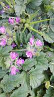 Image of Mediterranean stork's bill