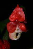 Image of Impatiens bicaudata H. Perrier