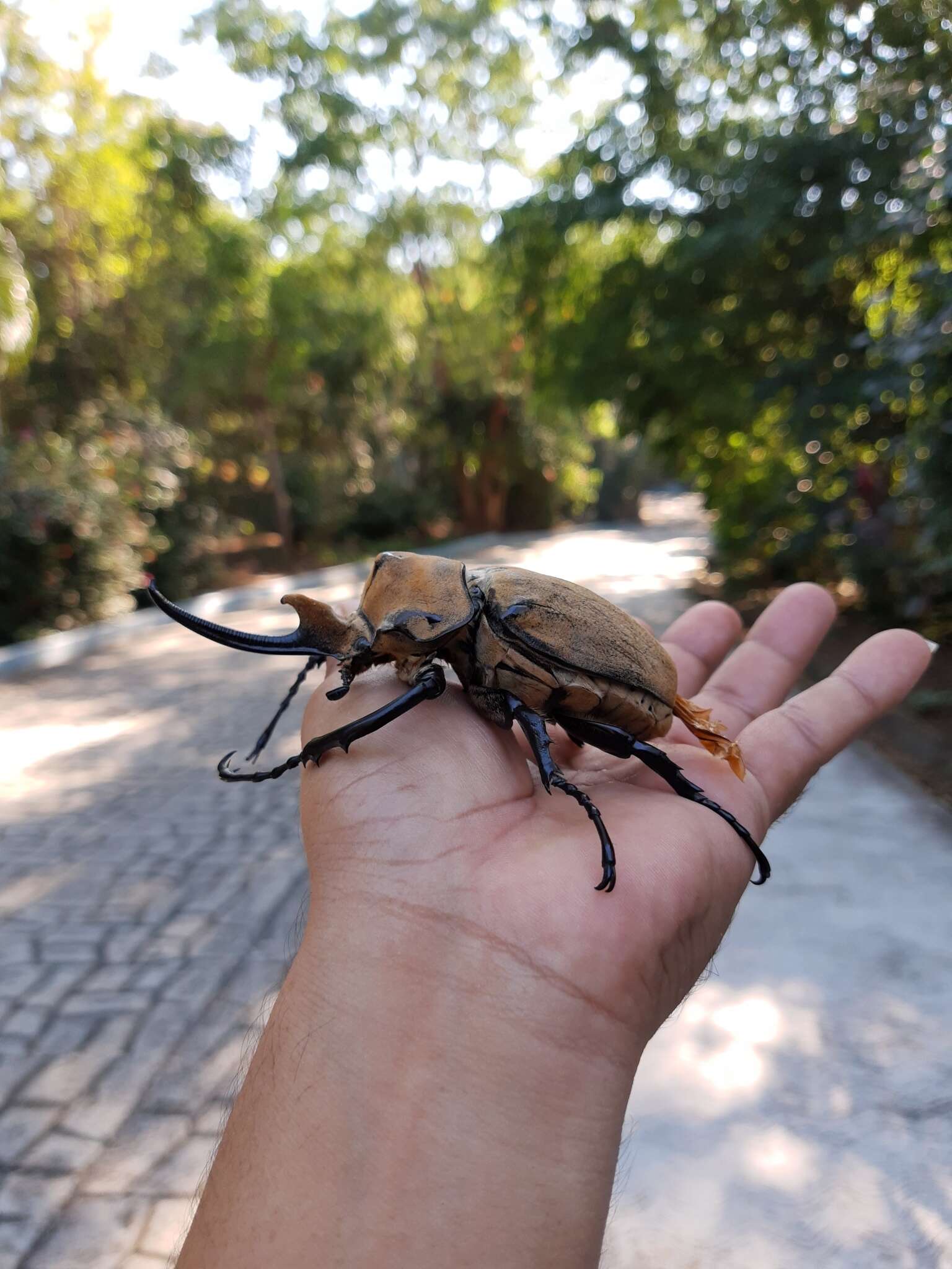 Megasoma occidentalis Bolivar, Pieltain, Jimenez-Asua & Martinez 1963 resmi