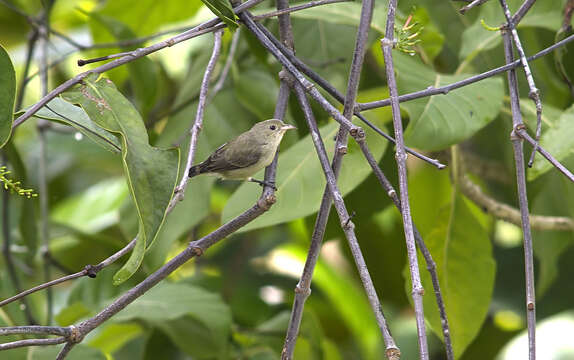 Plancia ëd Dicaeum erythrorhynchos (Latham 1790)