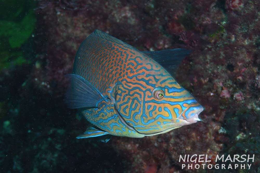 Image of Geographic Wrasse