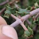 Image of Jepson ceanothus