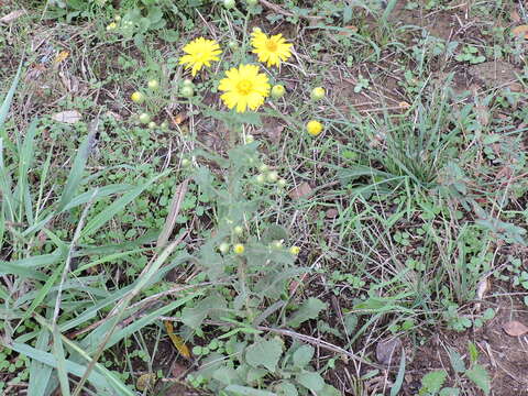 Слика од Heterotheca subaxillaris (Lam.) Britt. & Rusby