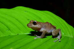 Image of Tandapi robber frog