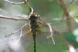 Image of Mangrove Darner