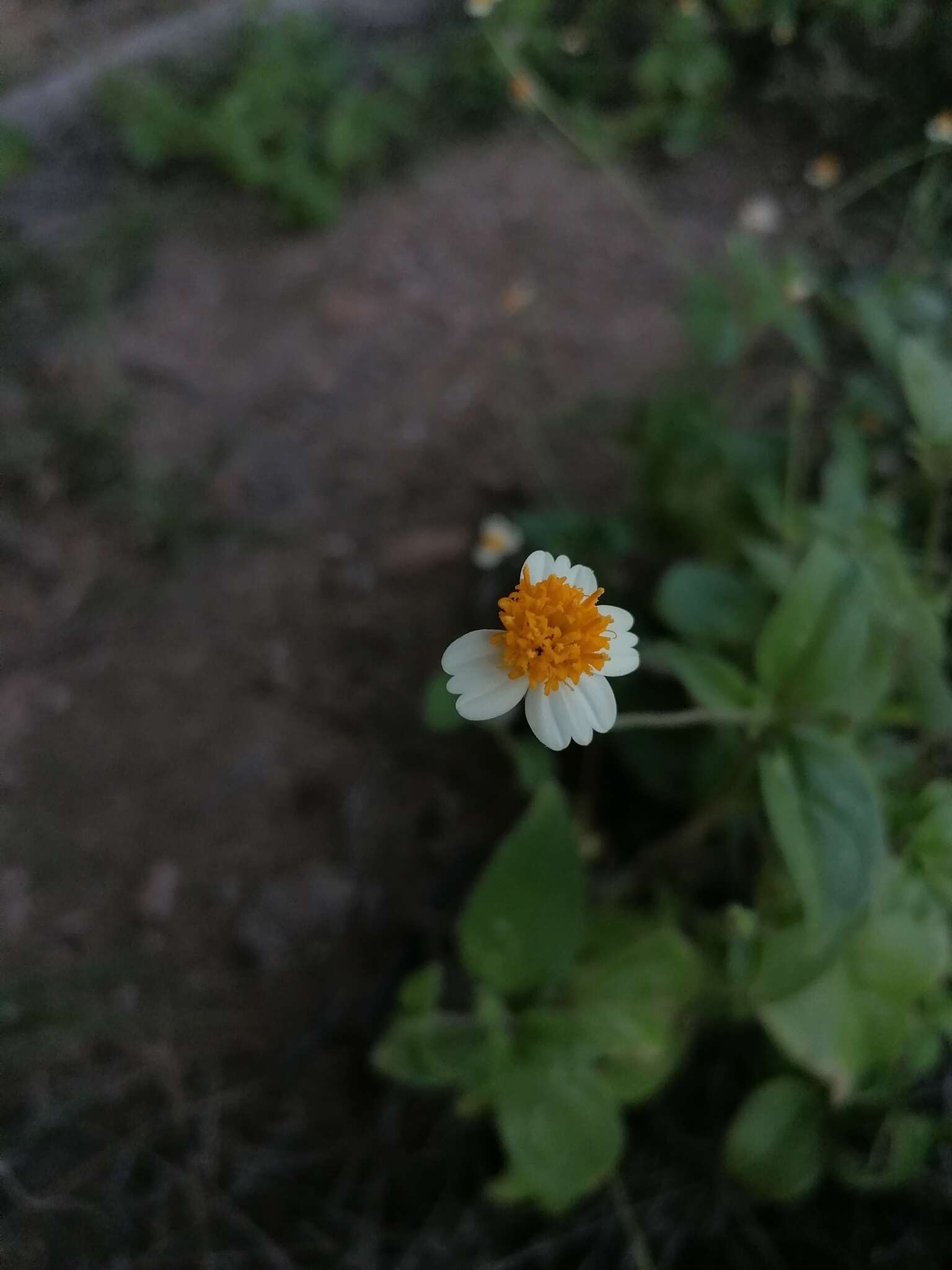 Imagem de Tridax tenuifolia J. N. Rose