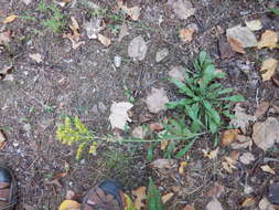 Sivun Solidago nemoralis subsp. nemoralis kuva