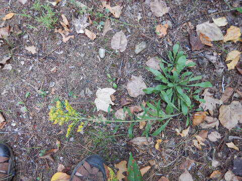 Image of gray goldenrod