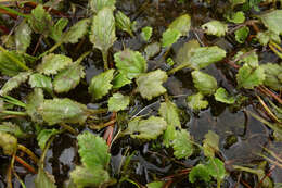 صورة Gunnera dentata T. Kirk