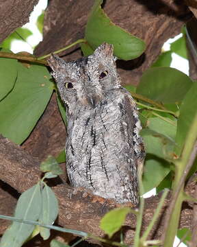 Image of African Scops Owl