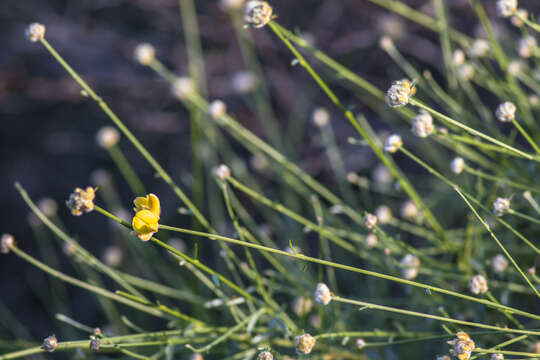 Image of Genista umbellata (L'Her.) Poir.