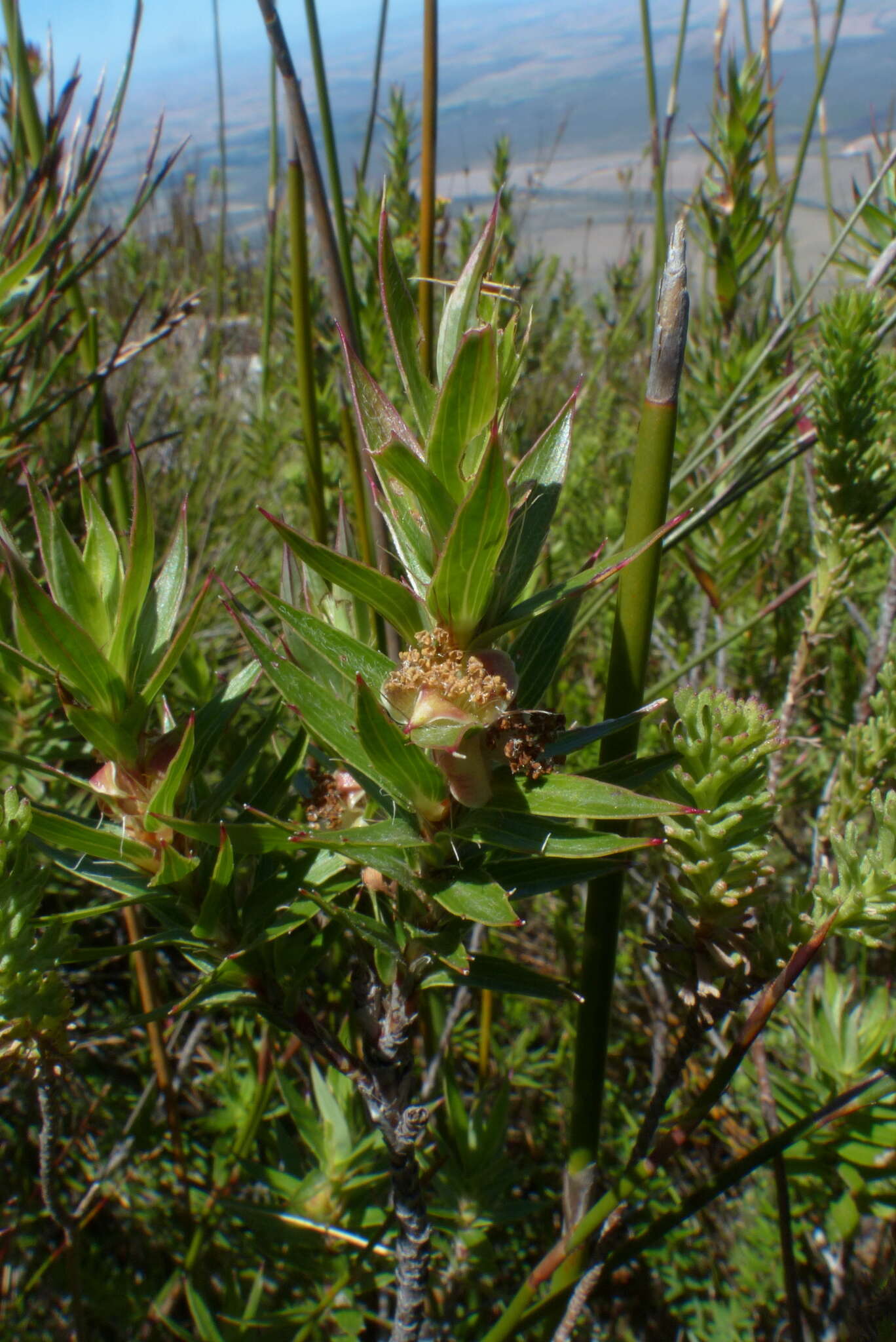 Image of Cliffortia lanceolata Weim.