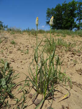 Image of Gelasia ensifolia