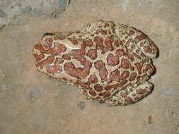 Image of Berber Toad