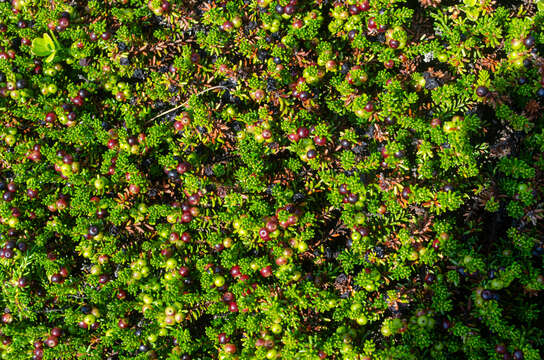 Image of Empetrum nigrum subsp. sibiricum (V. N. Vassil.) V. B. Kuvaev