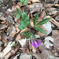 Image of Cardamine glanduligera O. Schwarz