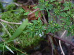 Image of smooth forked nailwort