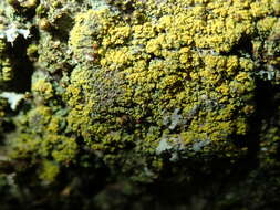 صورة Candelariella xanthostigma (Ach.) Lettau