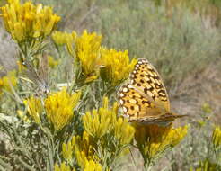 صورة Speyeria callippe semivirida McDunnough 1924