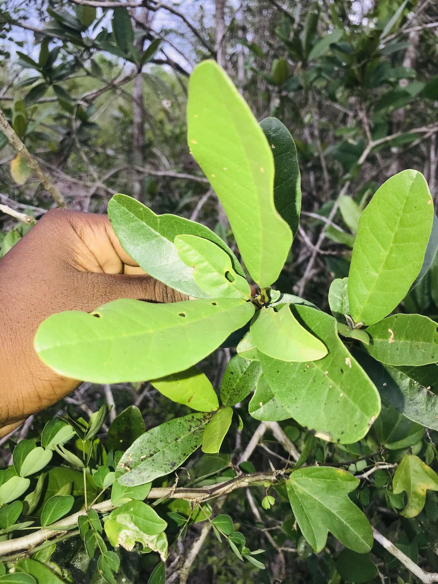 Plancia ëd Tabebuia acrophylla (Urb.) Britton