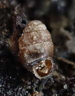 Image of grassland whorl snail