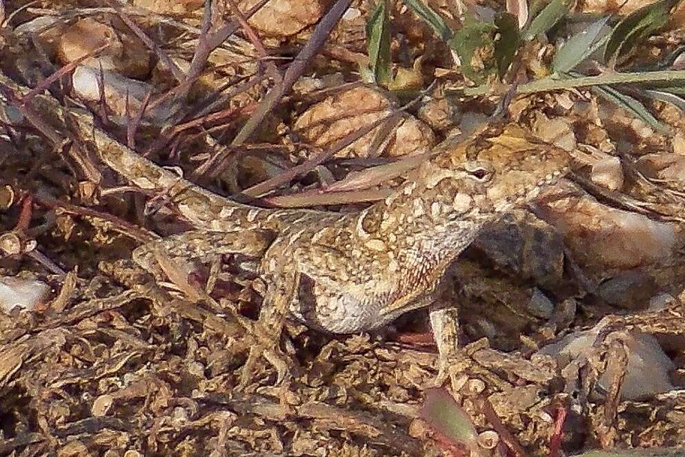 Image of Bulky Anole