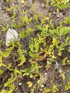 Image of Oxalis flava L.