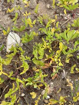 Image of Oxalis flava L.