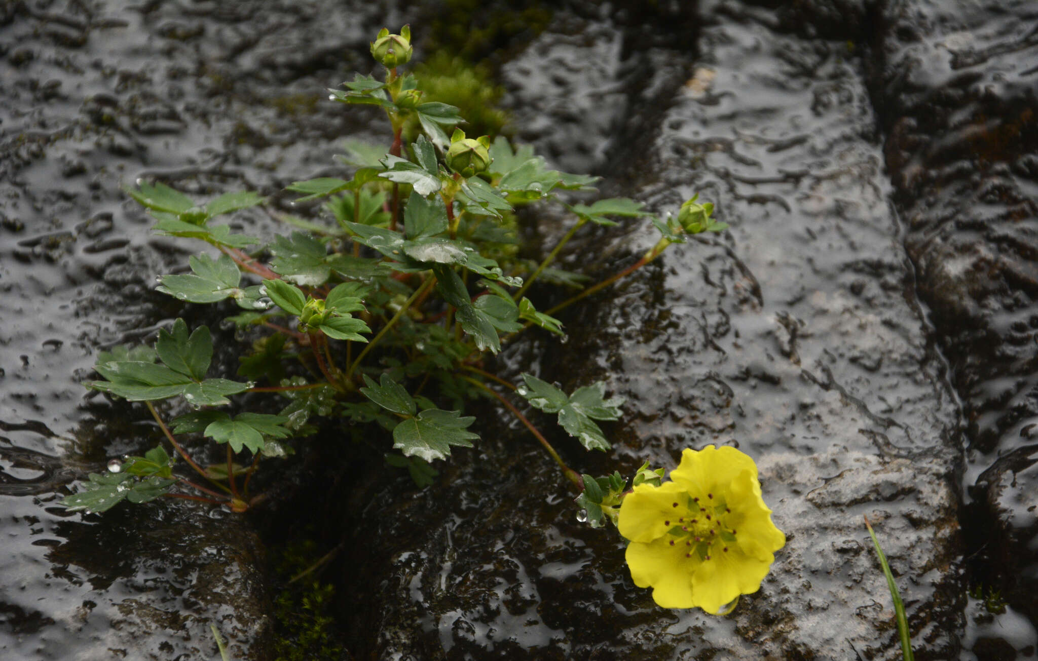 Image of Potentilla eriocarpa Wall.