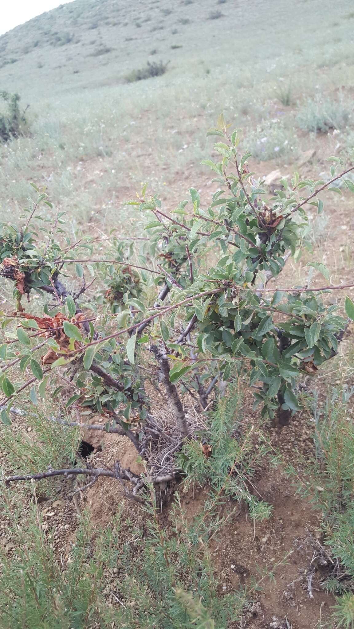 Imagem de Prunus pedunculata (Pall.) Maxim.