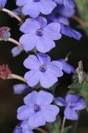 Eranthemum roseum (Vahl) R. Br. resmi