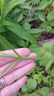 Image de Smilax illinoensis Mangaly