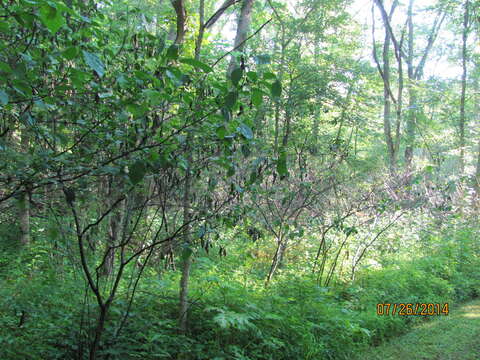 Image of northern spicebush