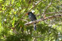 Image of Black-fronted Nunbird