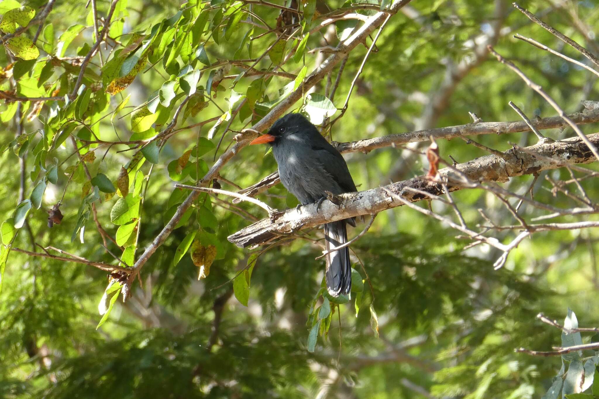 Image of Black-fronted Nunbird