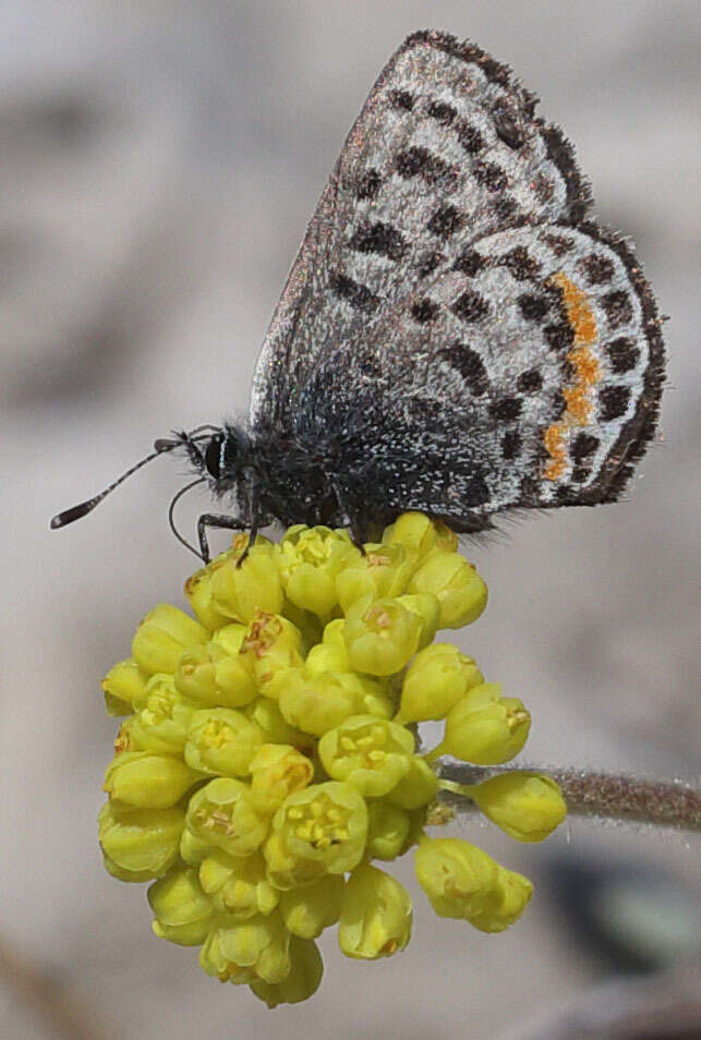 Euphilotes battoides (Behr 1867)的圖片