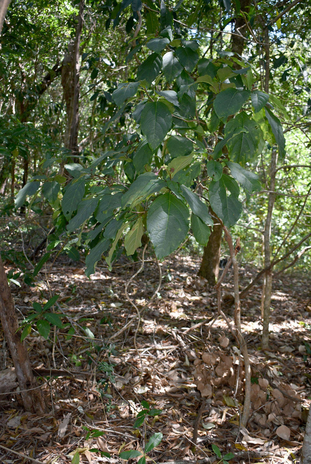 Image of Clerodendrum longiflorum var. glabrum Munir