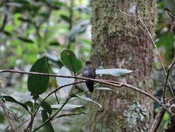 Image of pufflegs