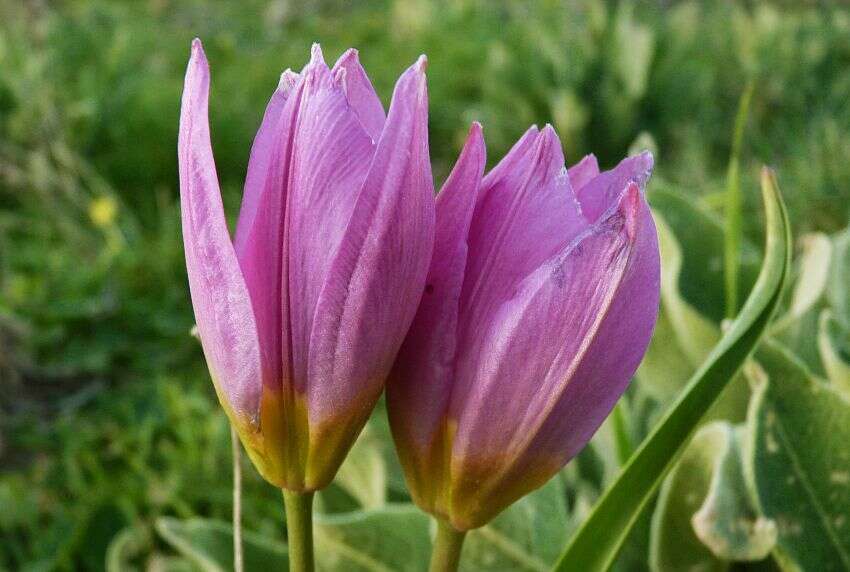 Image of Tulipa saxatilis Sieber ex Spreng.