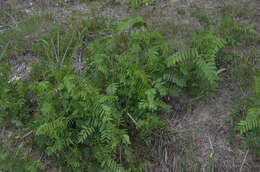 Plancia ëd Vicia cassubica L.