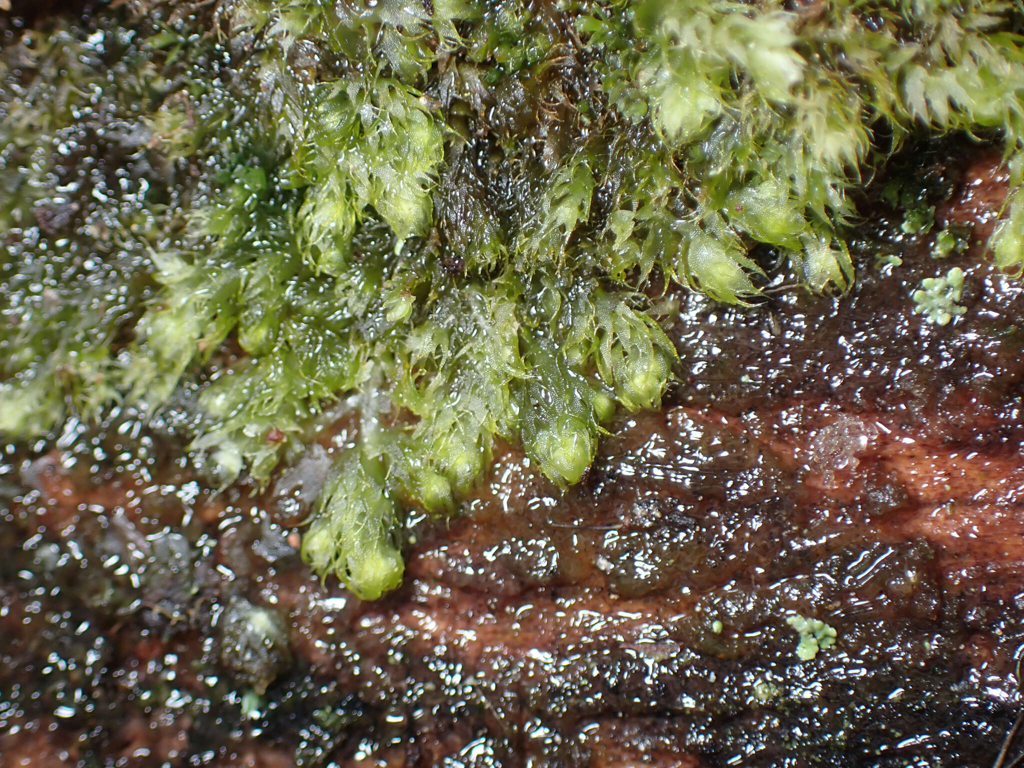 Image de Ptilidium californicum (Austin) Underw. & O. F. Cook