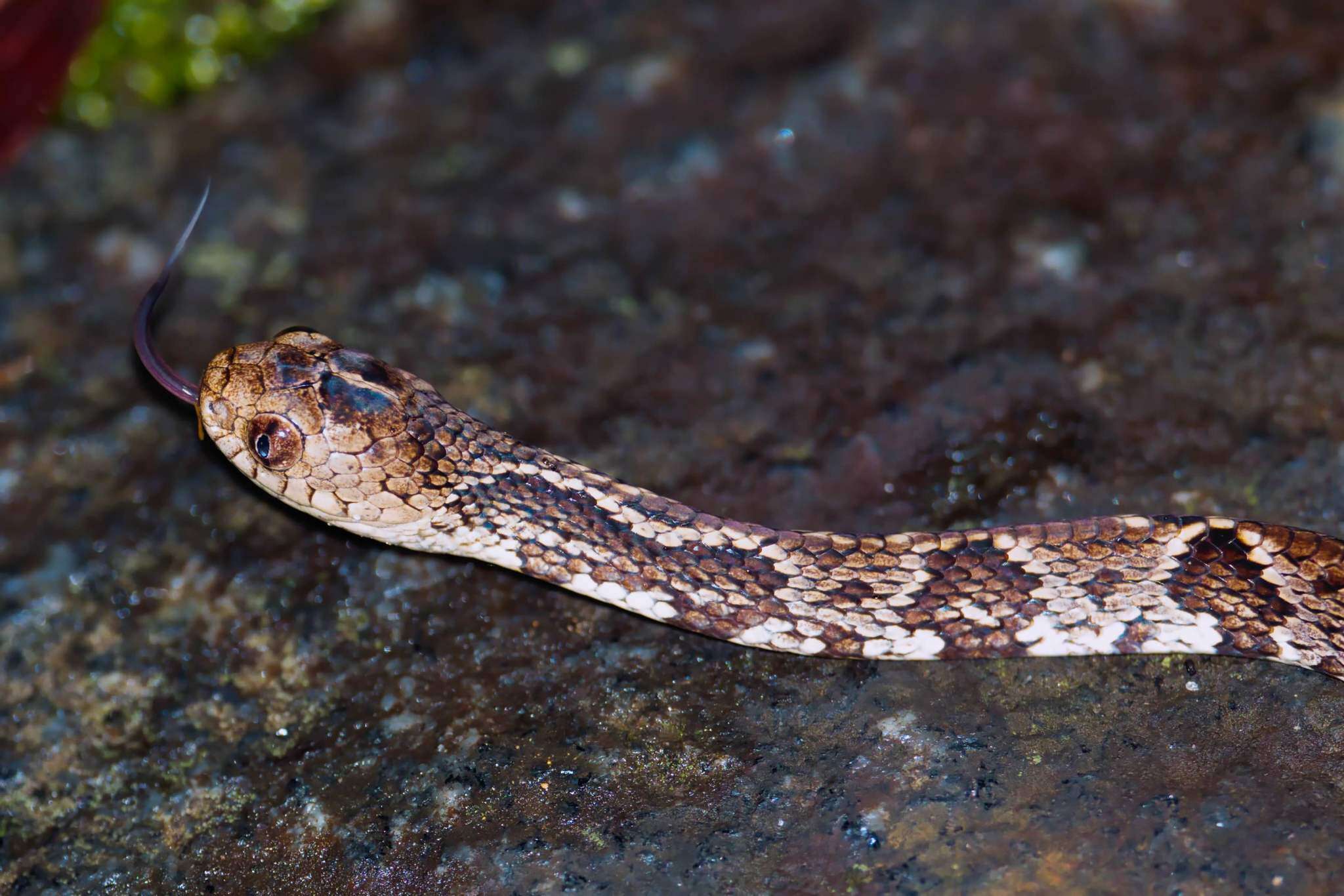 Image of Dipsas variegata (A. M. C. Duméril, Bibron & A. H. A. Duméril 1854)