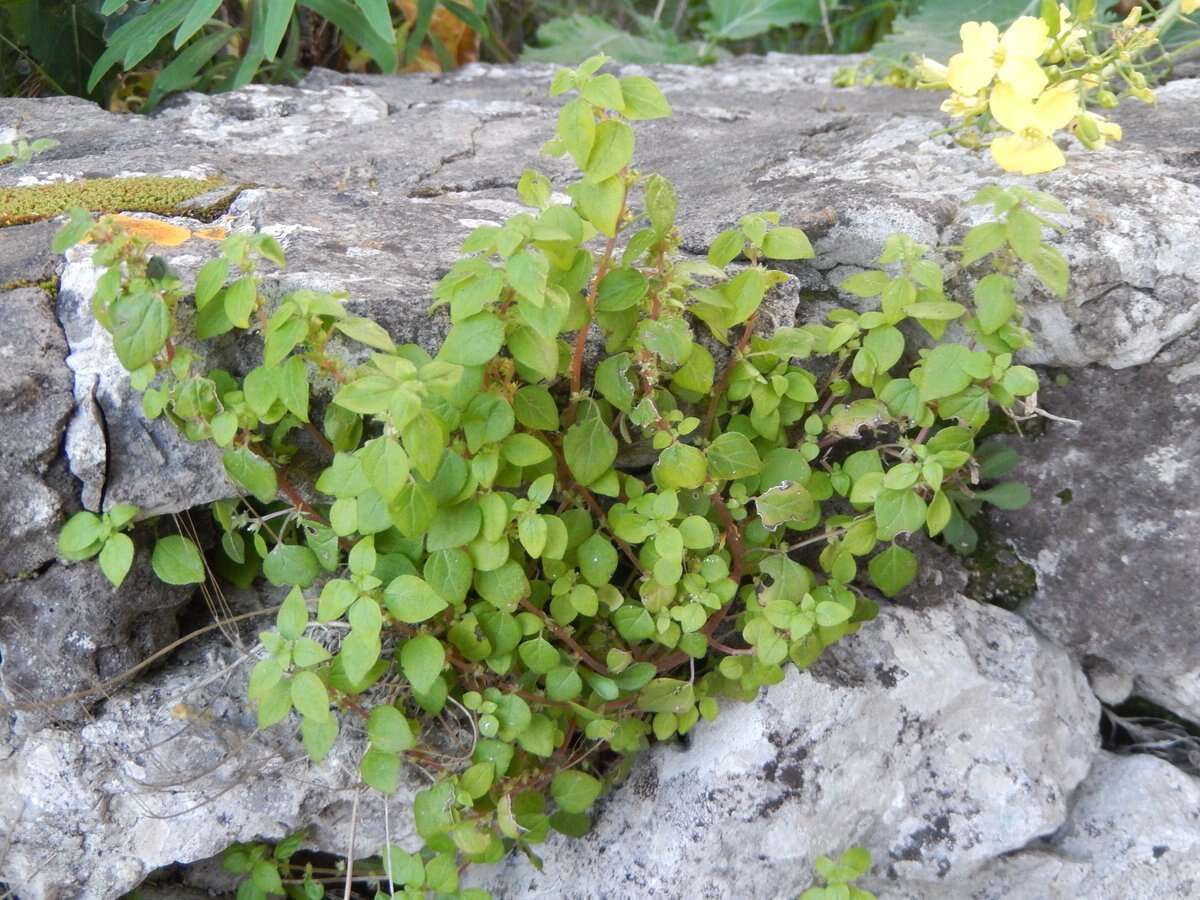 Image of Parietaria lusitanica L.